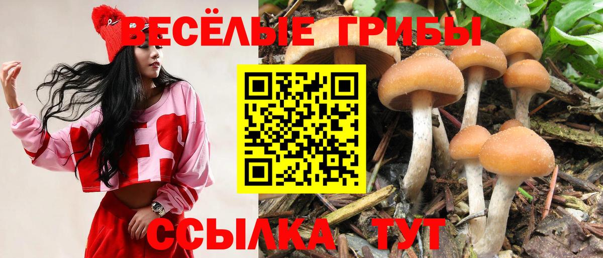 Псилоцибиновые грибы Cubensis Нижний Тагил